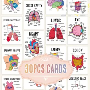 30 Pcs Human Body Organs Cards Set, Educational Learning Cards, Detailed Brain Liver Kidney Lung Heart Bone Charts, Classroom Supplies Charts, Science Classroom Decor