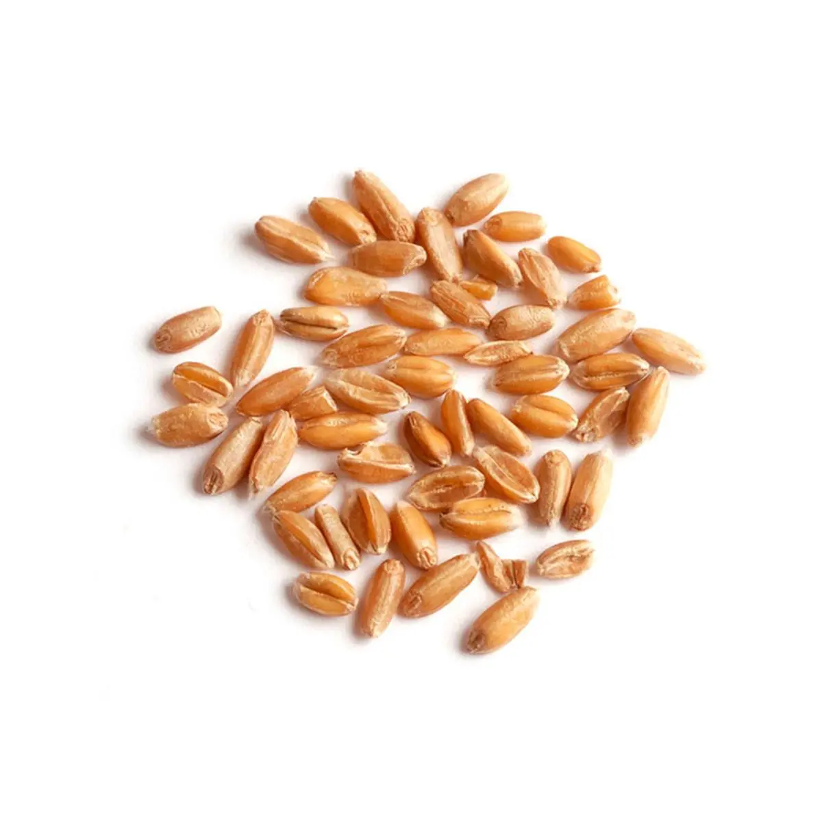 Woodland Foods 006971 25 lbs Spelt Grains, Flavor, Ancient Grain