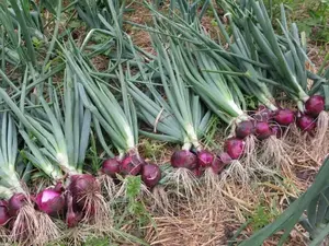 Onion Seeds - Red Burgundy, Short Day, Ideal for Growing Onions