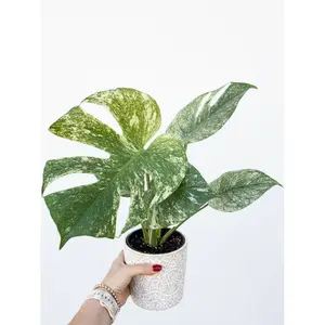 Monstera White Monster