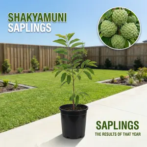 Heirloom Non-GMO Sugar Apple Seedlings – Compact Starter Fruit Trees for Gardens, Containers, and Home Orchards