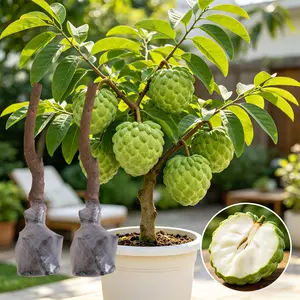 (ML#FF)  Sugar Apple Sapling, Tropical Annona Fruit Tree Seedling for Backyard Patio Container Planting. Evergreen Foliage, Mild Climate Adaptable, Easy Care Young Tree for Home Garden Outdoor Cultivation