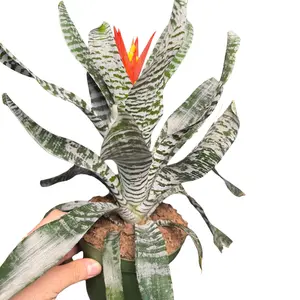 6" Bromeliad Rebecca, Pet Friendly Live Houseplant, Indoor Plant