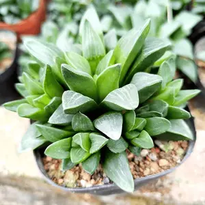 Delicate Howarth Leaf Cactus, South African Potted Live Plants, Unique Window Leaves, Ideal Gift for Novices and Collectors