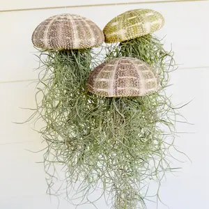 Jellyfish Air Plant-Live Plant-Tillandsia Decor-Hanging Jellyfish Air Plant-Air Plant Sea Urchin Set-Home Decor-Alfonso Urchin Jellyfish