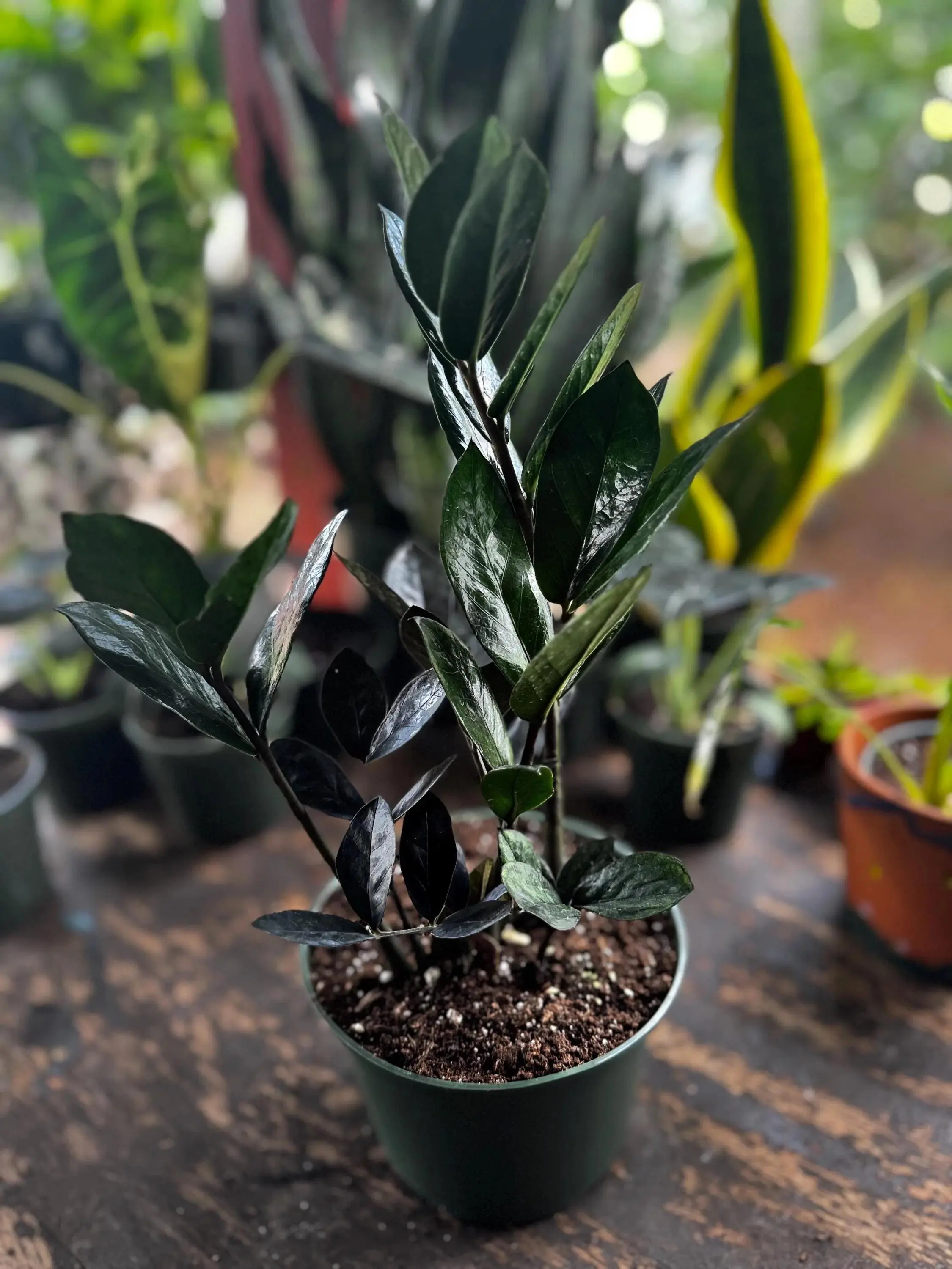 Black ZZ Plant: Air Filter, Live Indoor/Outdoor Plant (6 In. Pot) - TikTok  Shop