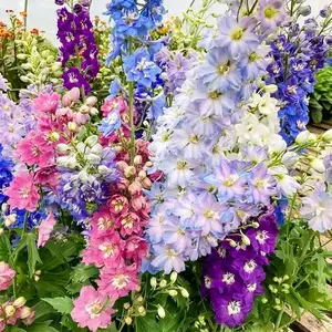 Premium Delphinium Seeds – 1000+ Larkspur Flower Seeds, High Germination, All-Season, Cold & Drought Hardy, Beginner Friendly, Non-GMO, Perfect for Garden