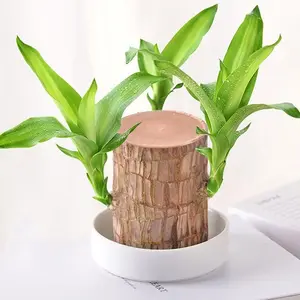 Brazilian Lucky Wood Desktop Pot Four Seasons Hydroponic System Ideal for Indoor Use Green Touch for Home Decor Planters Set Wooden Planter 50x10x5cm Easy Maintenance Brighten Up Workspace