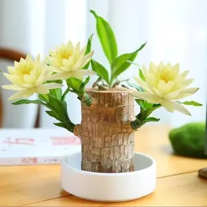 Charming Brazilian Wood Plant with Mysterious Doll & Stylish Plate – Unique Home Accent