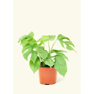 Mini Monstera, Medium