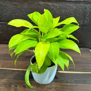 Lemon Lime Philodendron- Neon philodendron 6" pot - Philodendron Cordatum - Hederaceum - Lemon Lime - neon cordatum