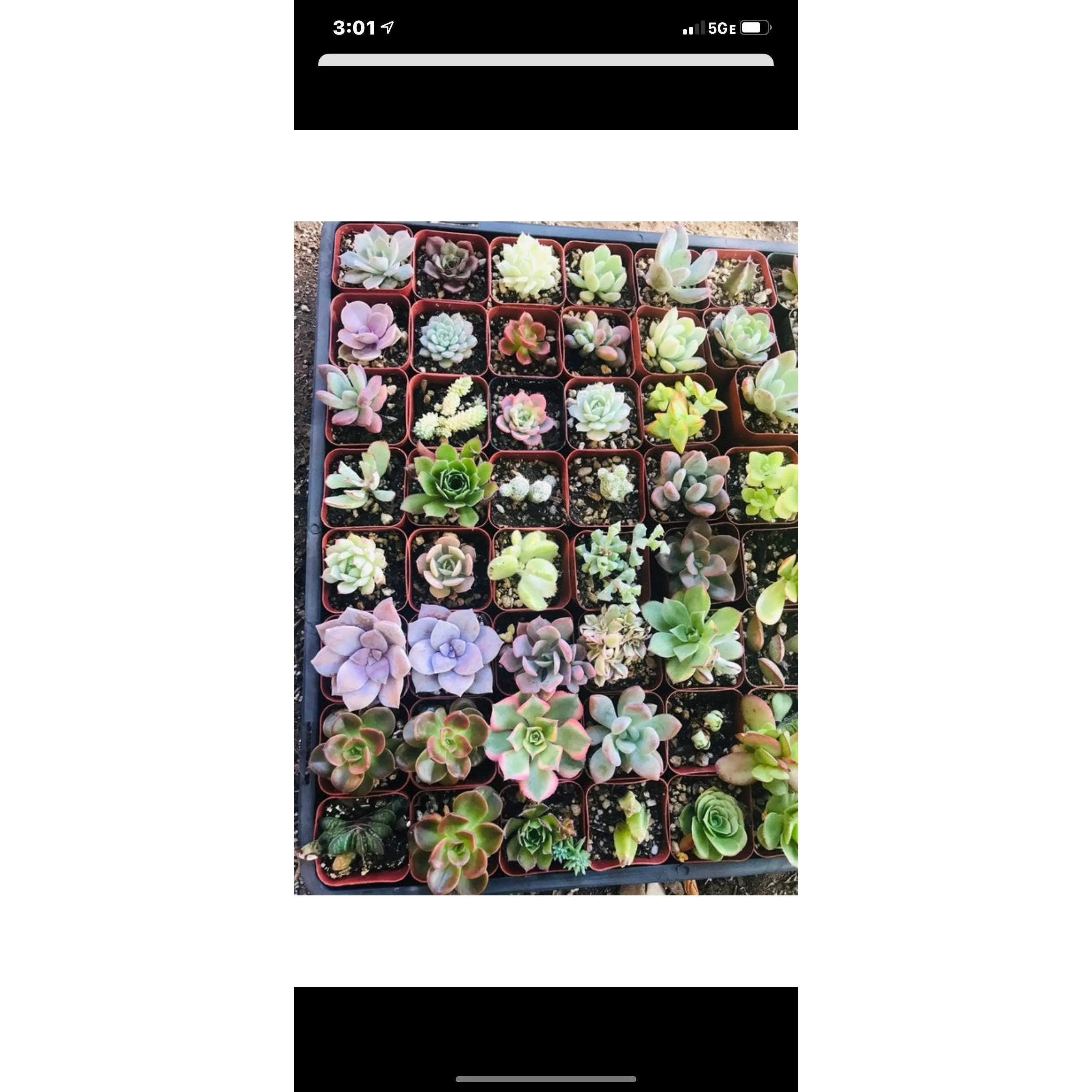 Succulent Cutting Variety Packs
