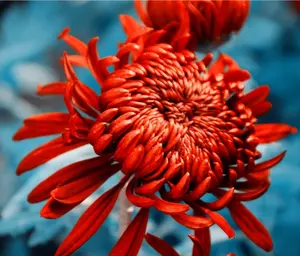 Chrysanthemum 120 Seeds Red Flower Authentic Chinese Spider Edible Tea - Pest-Free, Suitable for Indoor Cultivation, Ideal for Meditative Gardening