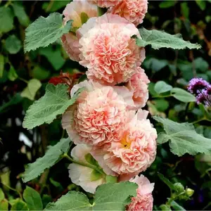 200+ Hollyhock Seeds | Bright, Colorful Double Flowers | Long-Lasting Outdoor Flowers | Great for Home and Garden Decoration