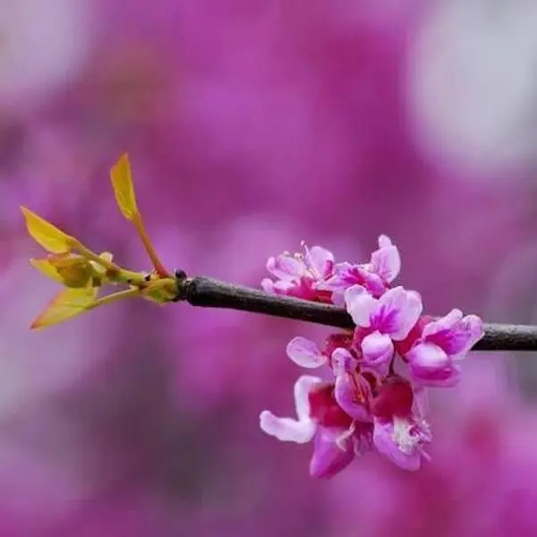 2 Eastern Redbud Tree Live Plant 12-24” Tall Potted Native Flowering Tree Spring Blooms