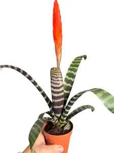 4" Bromeliad 'Flaming Sword', Pet Friendly Live Houseplant, Indoor Plant
