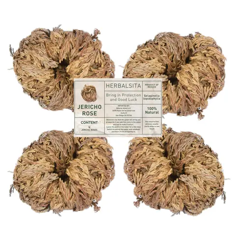 4-Pack Large Premium Jericho Rose (Rosa de Jericó) Dried Potted Indoor Plants - Low Light Indoor Plants, Fast Rehydration, Eco-Friendly & Reusable, Attracts Abundance, Earthy Decor, Office Use