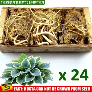 TOUCH OF ECO Hardy Mixed Heart-Shaped Hosta - 3-24 Packs Bare Roots - Rich Green Foliage Low Maintenance Perennials for Zones 3-11 All Seasons Shade-Tolerant & Versatile