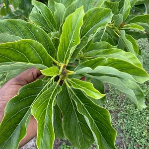 Fèy Zaboka/Avocado Leaf