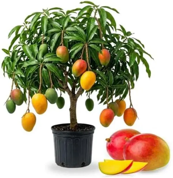 Glenn Mango Tree Live Plant - Non-CA Grafted, 2-Year-Old, 2-3 Ft Tall, 1p-2p Ready to Bear Fresh Fruit, Ideal for Home Gardens & Outdoor Spring Planting, Mangifera Garden Supply