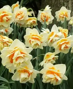Narcissus 'Manly',Daffodil Flowers bulb, perennials