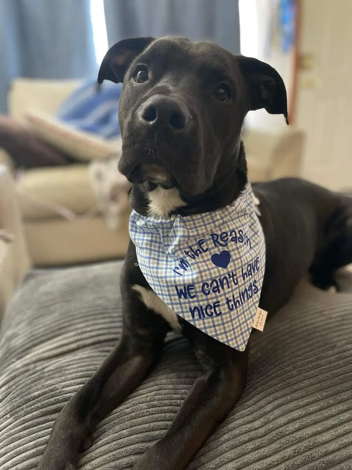 Funny Over the Collar Bandana