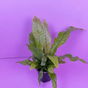 Fern Footed Crocodyllus 4” Crocodile Fern Live Plant with Scale-like Leaf Pattern for Bright Indirect Light and High Humidity