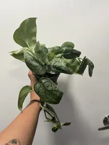 FULL Pothos Exotica Silver Satin, Scindapsus Pictus Argyraeus ‘Exotica Silver Satin Pothos ‘live Plant- in 4" pot