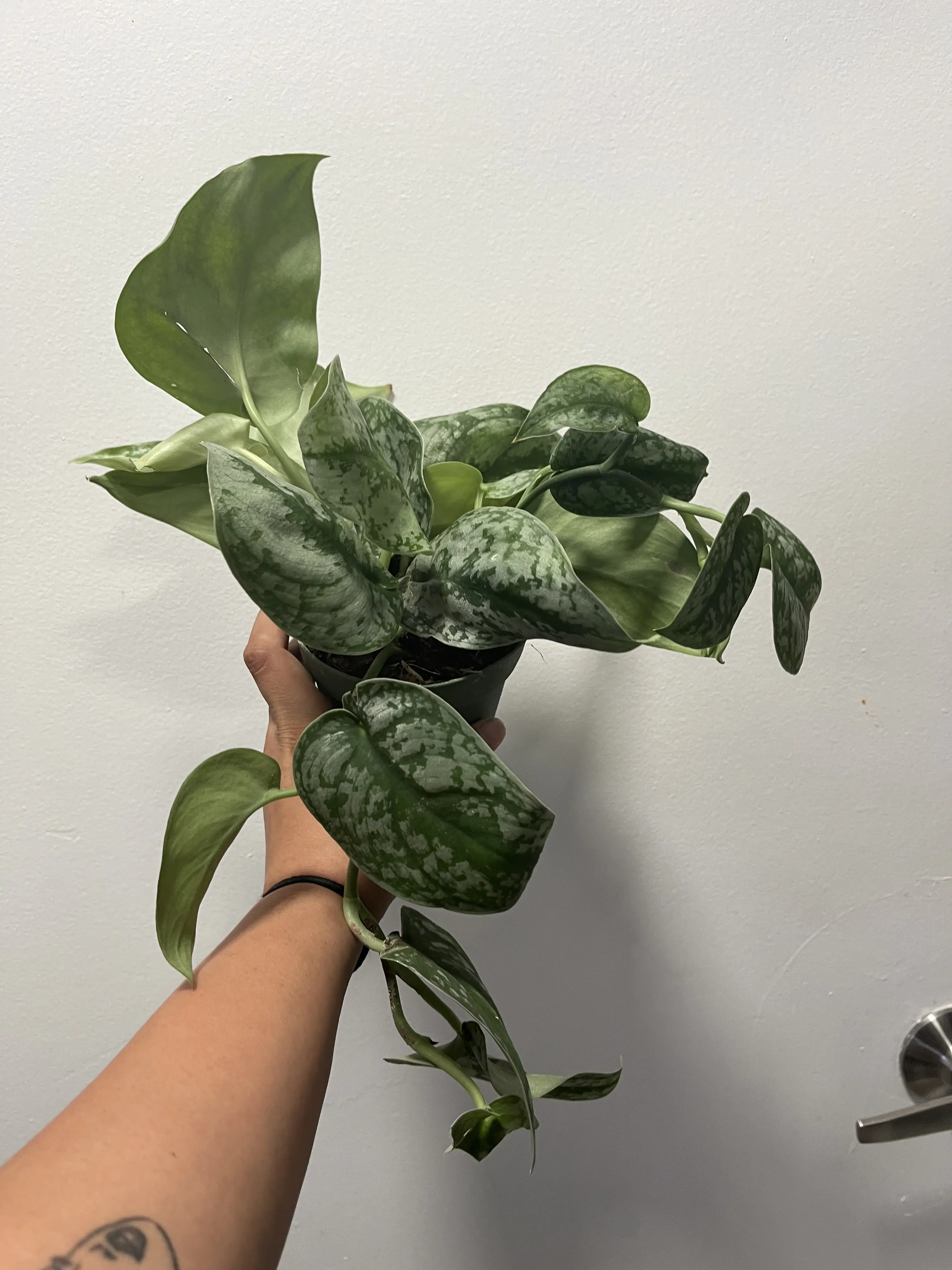 FULL Pothos Exotica Silver Satin, Scindapsus Pictus Argyraeus ‘Exotica Silver Satin Pothos ‘live Plant- in 4" pot