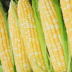 50 Peaches and Cream Sweet Corn Seeds for Planting - Bi-Color Sweet Corn Seeds - Corn Seeds Non-GMO for Vegetabel Garden