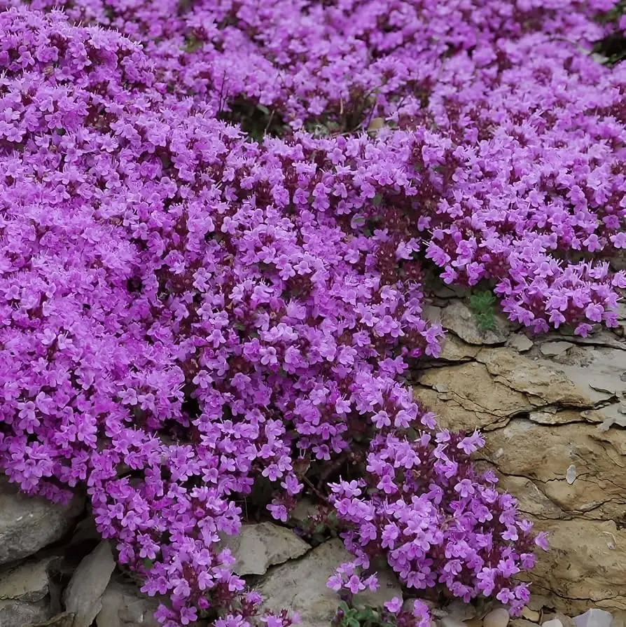 1000+ Creeping Thyme Seeds (Thymus Serpyllum) Ground Cover Seeds Fragrant Lawn Alternative for Garden Paths & Landscaping