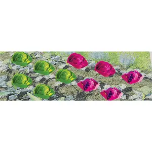 JTT Trees & Shrubs 95527  CABBAGES & LETTUCES 1/4', HO