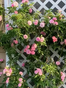 Climbing Rose "Caldwell Pink" Live Plant 10” Tall With Heathly Roots And Buds