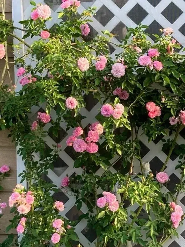 Climbing Rose "Caldwell Pink" Live Plant 10” Tall With Heathly Roots And Buds