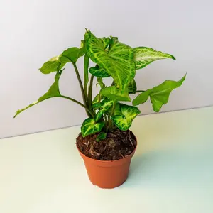 Syngonium “White Butterfly” - 4 Inch