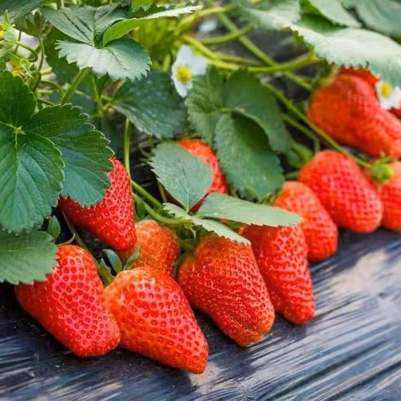 Strawberry Seeds for Garden Planting, 200 Fruit Seeds for Pots or Ground Growing, Suitable for Indoor and Outdoor Gardens Strawberry Seeds for Garden Planting, 200 Fruit Seeds for Pots or Ground Growing, Suitable for Indoor and Outdoor Gardens