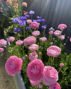 1000 seeds of Eustoma/Lisianthus（Thornless Rose Seeds） suitable for outdoor and indoor gardening, stunning long-lasting flowers, perfect for wedding bouquets