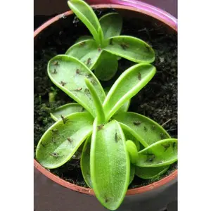 Carnivorous Butterwort Plant - Pinguicula primuliflora - 2" Pot