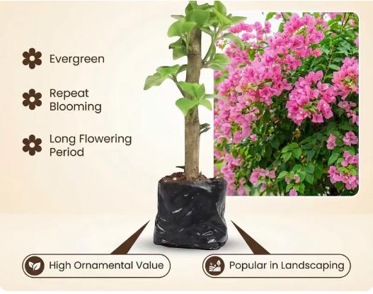 Bougainvillea Seedlings — A Vividly Colored Shrub and Easy-to-Care-for Garden Plant