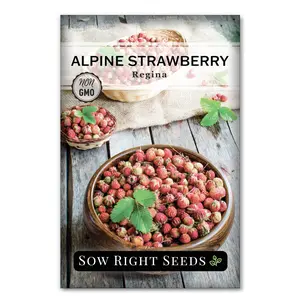 Regina Alpine Strawberry Seeds