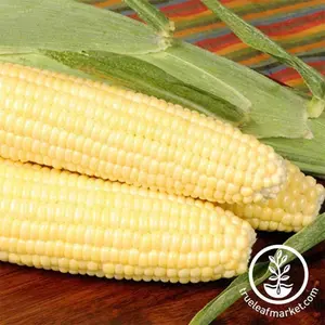 Corn Seeds - Sweet - Bodacious Hybrid R/M
