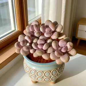 Graptopetalum Amethystinum Rose Succulent  Live Bare Root Plant | Easy Care Indoor Succulent | Beginner Friendly Gift & Home Decor