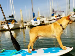 Pup Deck Traction pad for your dog on your paddle board surfboard