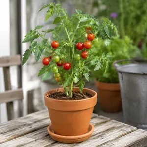 200 Count Cherry Tomato Seeds Mini Edible Veggie, Patio Balcony Planter, High Yield Full Sun Variety for Home Garden