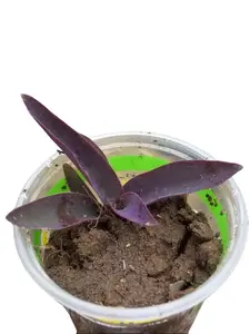 Purple Heart - Bare root- no soil- propagator