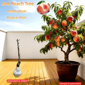 Live Peach Tree – Bare Root, Healthy Roots, Ready to Plant, Sweet & Juicy Fruit, Easy Care, Great for Beginners, Suitable for Pot or Ground Perennial Non-GMO Sapling Gardens Compact Fast-Growing Hardy