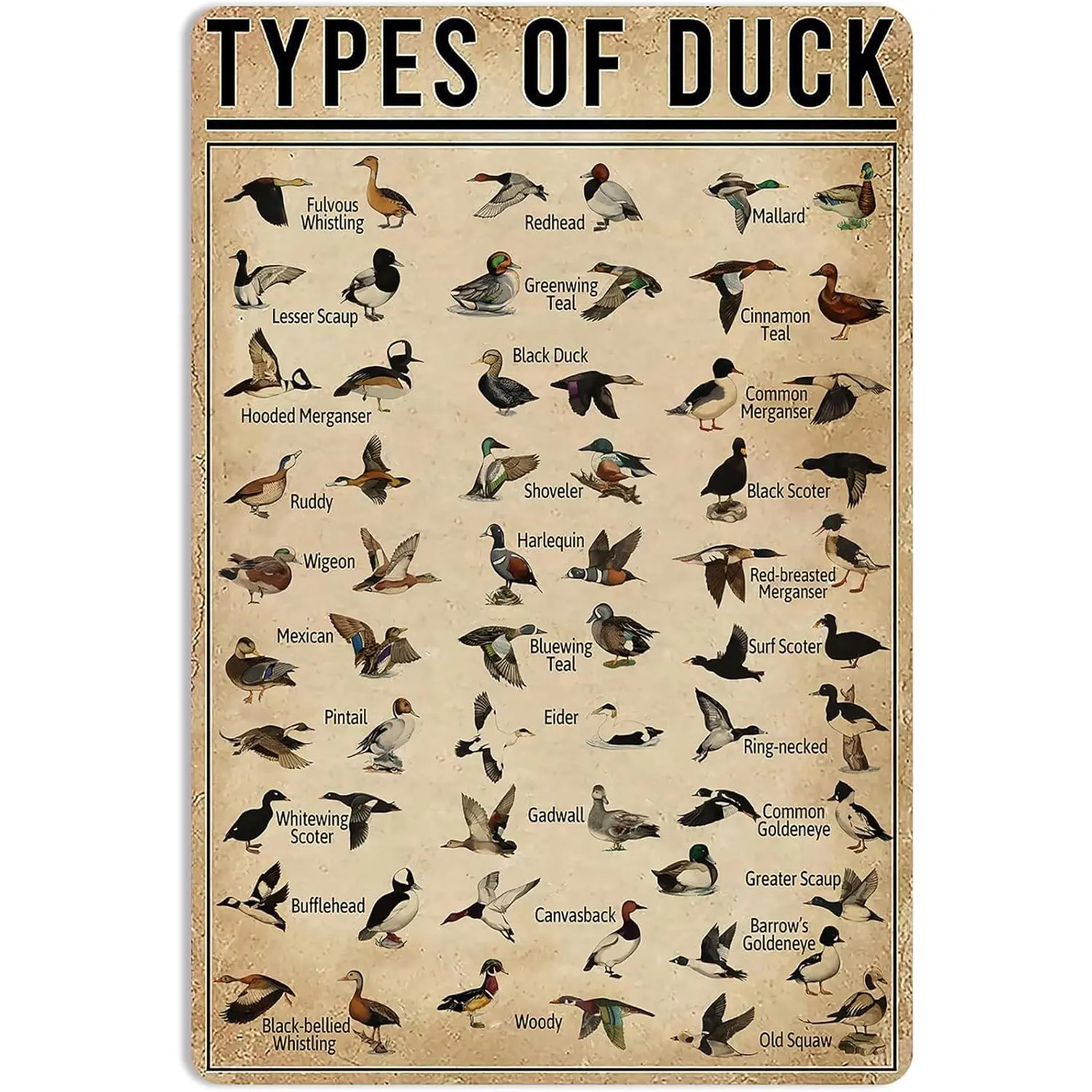 Duck Knowledge Metal Poster Type Of Duck Metal Tin Sign School Club Hunting Lodge Farmhouse Home Art Wall Decoration 16x12 Inch