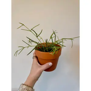 3" Hoya Linearis