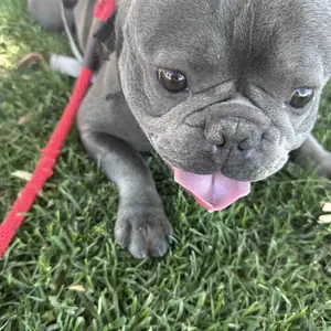 【Ten pack at a better price】ROZINO Pet Paw & Nose Balm - Safe & Natural for Extra Care - 40g/1.41oz - Ideal for Soothing Pet Paws and Noses