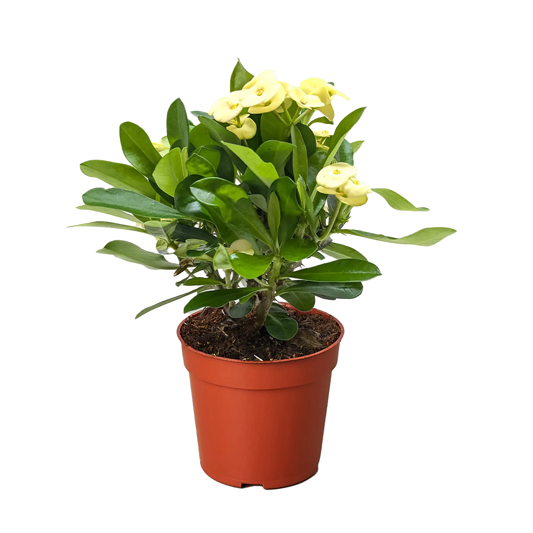 Crown of Thorns